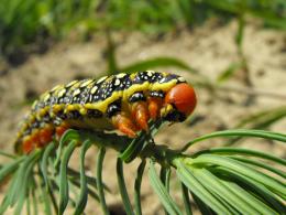 Spurge Hawkmoth